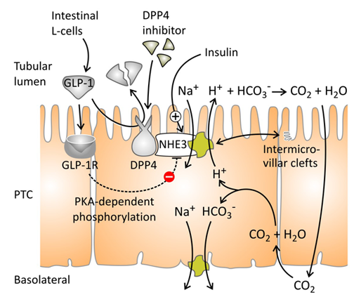 tubule